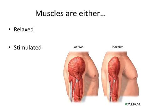 Muscles are either… Relaxed Stimulated. Contractions Muscle contractions are “all or none” There are different types of contractions…