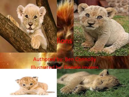 Lions Authored by: Ben Connolly Illustrated by: Google images.