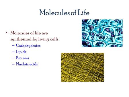 Molecules of Life Molecules of life are synthesized by living cells – Carbohydrates – Lipids – Proteins – Nucleic acids.