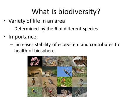 What is biodiversity? Variety of life in an area – Determined by the # of different species Importance: – Increases stability of ecosystem and contributes.