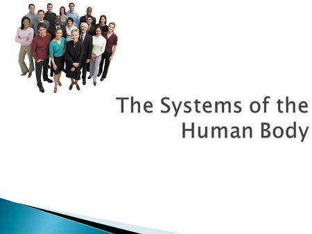 The Systems of the Human Body