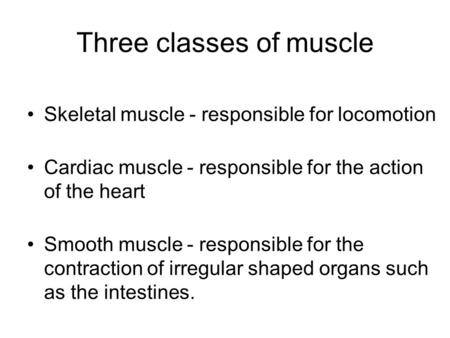 Three classes of muscle Skeletal muscle - responsible for locomotion Cardiac muscle - responsible for the action of the heart Smooth muscle - responsible.