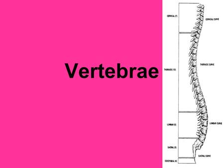 Vertebrae. Vertebral column Extends from skull to pelvis Consists of many vertebrae separated by cartilaginous intervertebral disks that are connected.