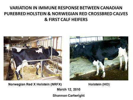 VARIATION IN IMMUNE RESPONSE BETWEEN CANADIAN PUREBRED HOLSTEIN & NORWEGIAN RED CROSSBRED CALVES & FIRST CALF HEIFERS March 12, 2010 Shannon Cartwright.