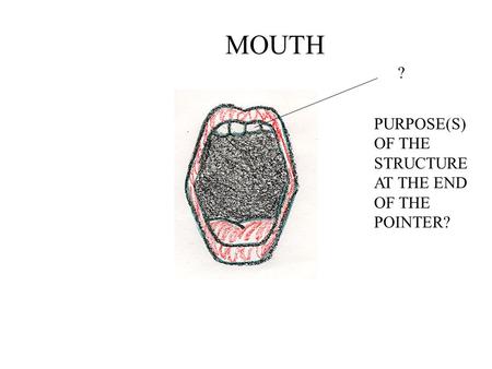 MOUTH ? PURPOSE(S) OF THE STRUCTURE AT THE END OF THE POINTER?