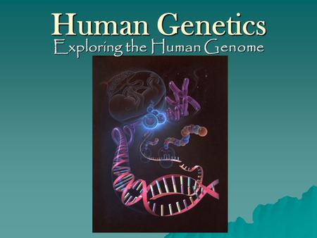 Human Genetics Exploring the Human Genome Human Chromosomes  Let’s Review: –A diploid human cell contains 46 chromosomes –A haploid gamete or sex cell.