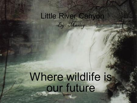 Little River Canyon By : Masiey Where wildlife is our future.