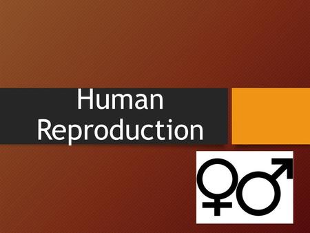 Human Reproduction. Female Reproductive System Female reproductive organs are for intercourse, reproduction, urination, pregnancy and childbirth.