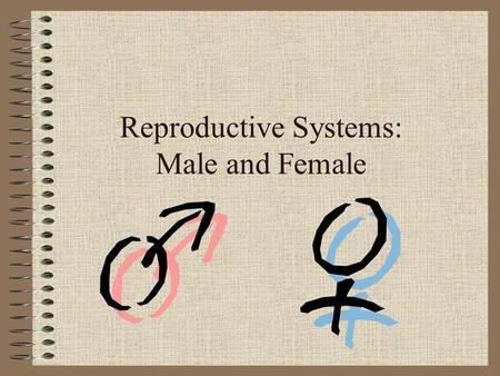 Reproductive Systems: Male and Female. Male Testicle: Produces sperm and testosterone (puberty) Penis: Allows for exit of urine and semen Scrotum: Holds.