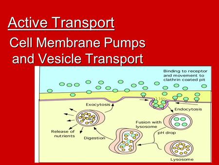 Active Transport Cell Membrane Pumps and Vesicle Transport.