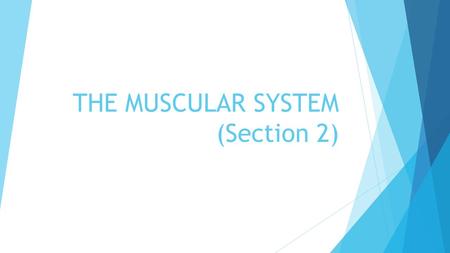 THE MUSCULAR SYSTEM (Section 2)
