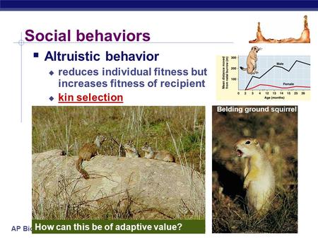 AP Biology 2005-2006 Social behaviors  Altruistic behavior  reduces individual fitness but increases fitness of recipient  kin selection How can this.
