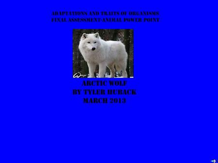Adaptations and traits of organisms final assessment-animal power point Arctic wolf by tyler huback march 2013.