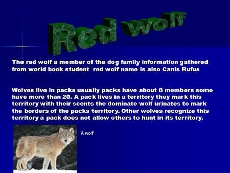 The red wolf a member of the dog family information gathered from world book student red wolf name is also Canis Rufus Wolves live in packs usually packs.