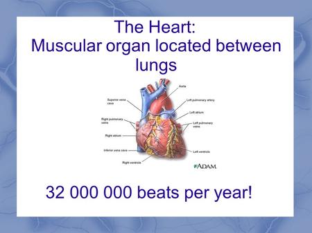 The Heart: 32 000 000 beats per year! Muscular organ located between lungs.
