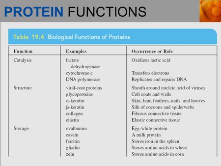 PROTEIN FUNCTIONS. PROTEIN FUNCTIONS (continued)