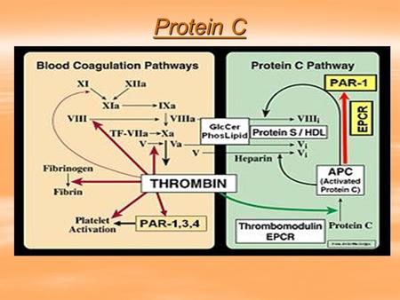 Protein C.  Protein C is a major physiological anticoagulant. anticoagulant  It is a vitamin K-dependent serine protease enzyme, that is activated by.