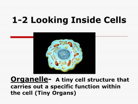 1-2 Looking Inside Cells Organelle- A tiny cell structure that carries out a specific function within the cell (Tiny Organs)