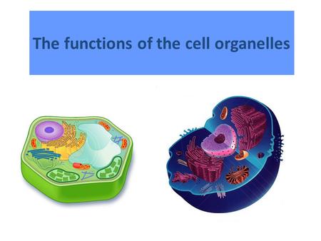 The functions of the cell organelles. Cytoplasm Jelly-like fluid that fills the cell. Described by Felix Dujardin.