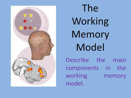 The Working Memory Model Describe the main components in the working memory model.