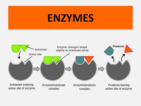 ENZYMES. There are thousands of reactions that occur within organisms. These reactions would occur very slowly or not at all without enzymes.