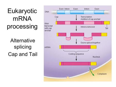 Eukaryotic mRNA processing