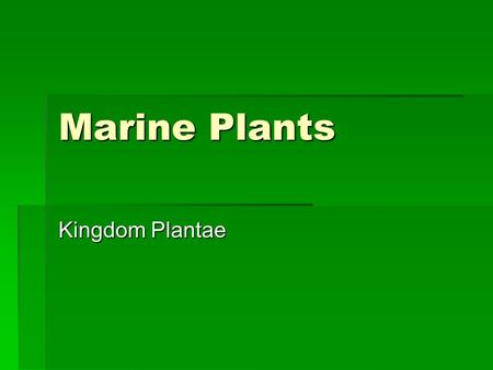 Marine Plants Kingdom Plantae.