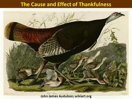 The Cause and Effect of Thankfulness John James Audubon; wikiart.org.