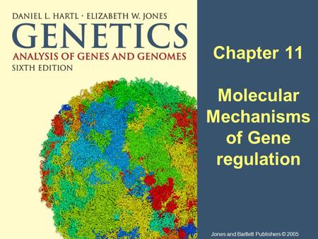 Chapter 11 Molecular Mechanisms of Gene regulation Jones and Bartlett Publishers © 2005.