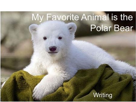 My Favorite Animal is the Polar Bear Writing. My favorite animal is the polar bear. My favorite animal is a tiger.