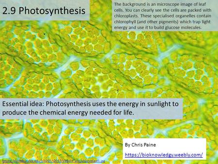 2.9 Photosynthesis The background is an microscope image of leaf cells. You can clearly see the cells are packed with chloroplasts. These specialised organelles.