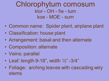 Chlorophytum comosum klor - OH - fie - tum koe - MOE - sum Common name: Spider plant, airplane plant Classification: house plant Arrangement: basal and.