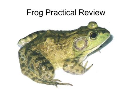 Frog Practical Review. Reminder: The Frog Practical covers the WHOLE Frog Dissection and not just this review.