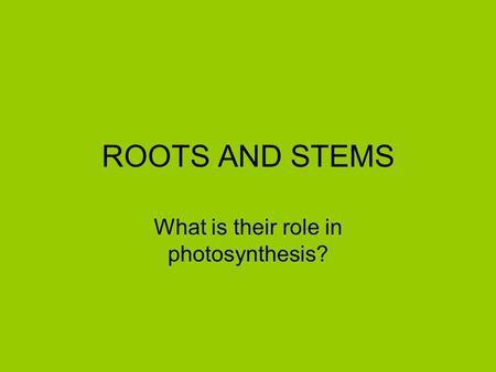 What is their role in photosynthesis?