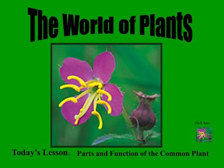 Today’s Lesson : Parts and Function of the Common Plant Click here.