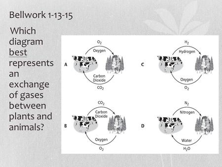 Bellwork 1-13-15 Which diagram best represents an exchange of gases between plants and animals?