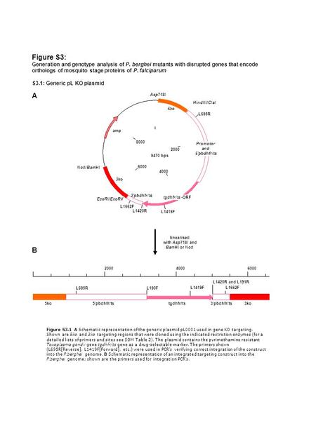Figure S3: Generation and genotype analysis of P. berghei mutants with disrupted genes that encode orthologs of mosquito stage proteins of P. falciparum.