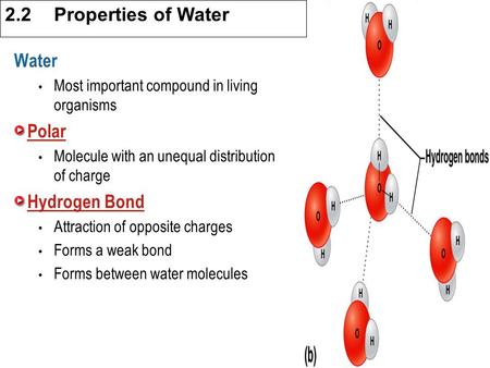 3.1 Cell Theory Water Most important compound in living organisms Polar Molecule with an unequal distribution of charge Hydrogen Bond Attraction of opposite.