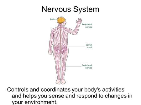 Nervous System Controls and coordinates your body's activities and helps you sense and respond to changes in your environment.