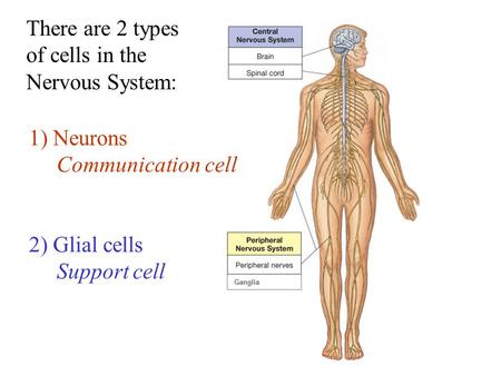 There are 2 types of cells in the Nervous System: 1) Neurons
