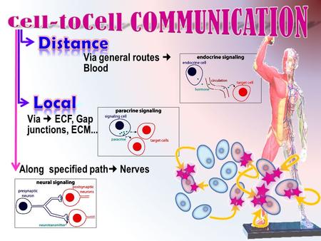 Cell-toCell COMMUNICATION