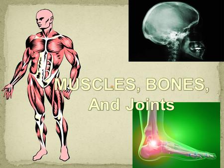 MUSCLES, BONES, And Joints.