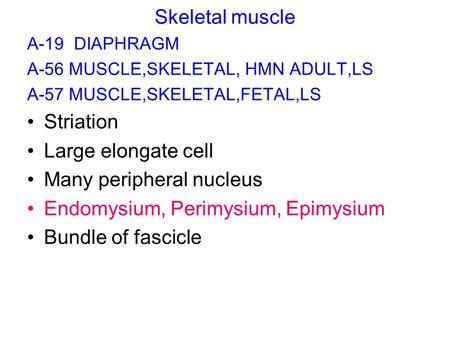 Skeletal muscle A-19 DIAPHRAGM A-56 MUSCLE,SKELETAL, HMN ADULT,LS A-57 MUSCLE,SKELETAL,FETAL,LS Striation Large elongate cell Many peripheral nucleus Endomysium,