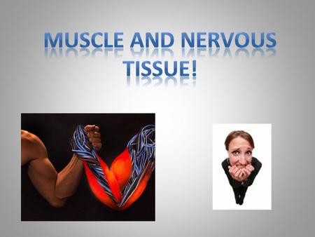 Muscle Tissues Muscle tissue is like what part of an airplane? Contract in response to stimulus  muscle fibers shorten  move body parts Types: – Skeletal.