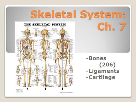 Skeletal System: Ch. 7 -Bones (206) -Ligaments -Cartilage.