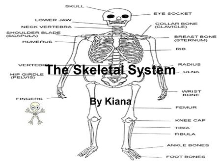 The Skeletal System By Kiana. The Skeleton The skeleton is important because without it you would be a blob. The skeleton makes the shape of you.