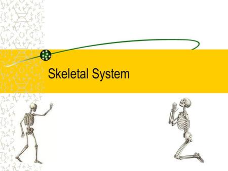 Skeletal System. Bones They support the body and give it shape They work with muscles to let you move Protect organs and produces blood cells Store –Phosphorus.