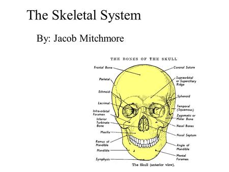 The Skeletal System By: Jacob Mitchmore. Bones You have 206 bones in your body. The skeletal system performs several functions.It protects soft areas.
