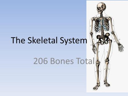 The Skeletal System 206 Bones Total. Functions Hold body up, give it shape Place for muscles to attach to help us move, breathe, and eat Act as levers.