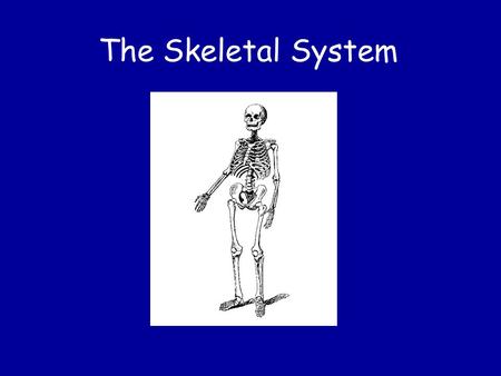 The Skeletal System. 5 Functions of the Skeletal System: Shape and Support Movement Protection of internal organs Production of blood cells Storage of.